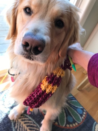My pal isn't too excited about wearing this but would like to eat the yarn.